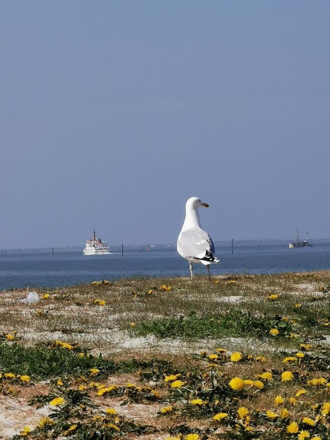 Kleinaberfein An Der Nordseekueste Schweindorf Dış mekan fotoğraf